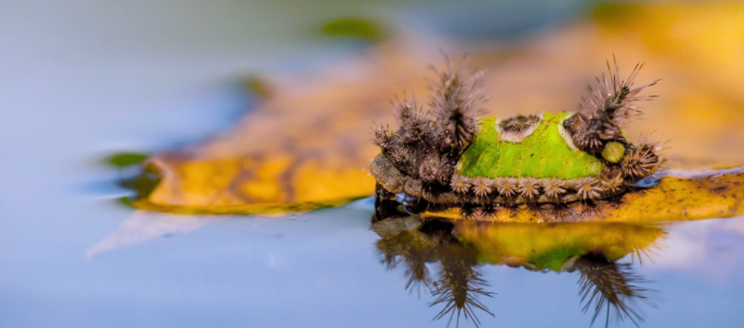 ECO24 Microfiction Contest - Third Place! - "One Last Resort on Station Ciel-13" by Nadine Aurora Tabing