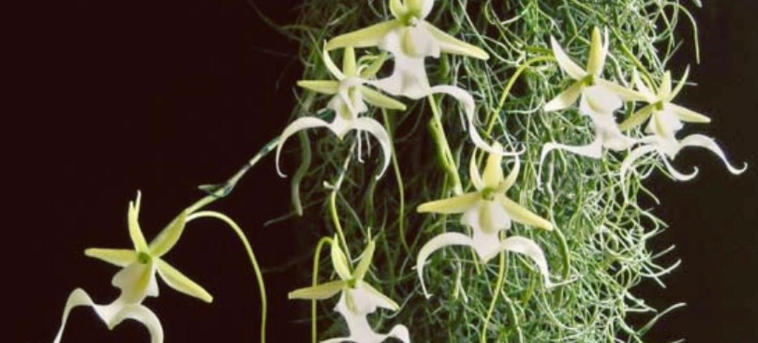 ECO24 Microfiction Contest - First Place! - "Angels in the Forest" by Jessica Sirkin