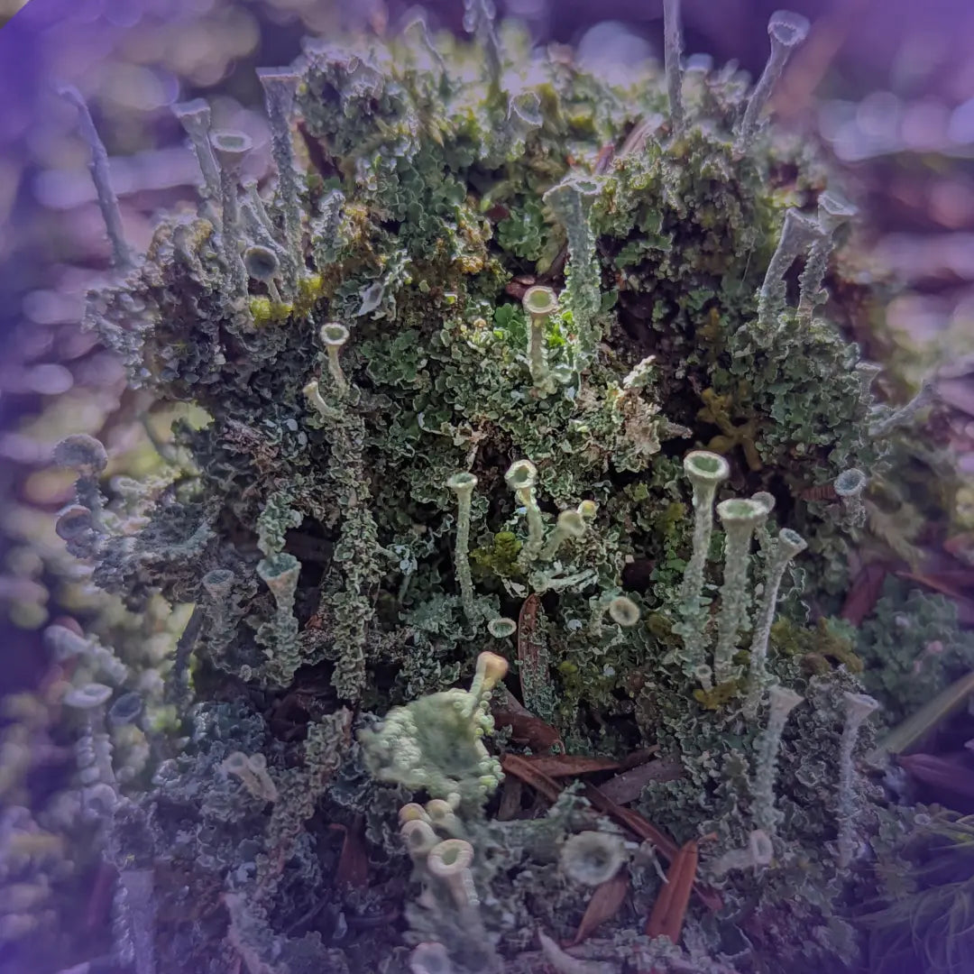 Violet Lichen's first query window! - Apex Book Company