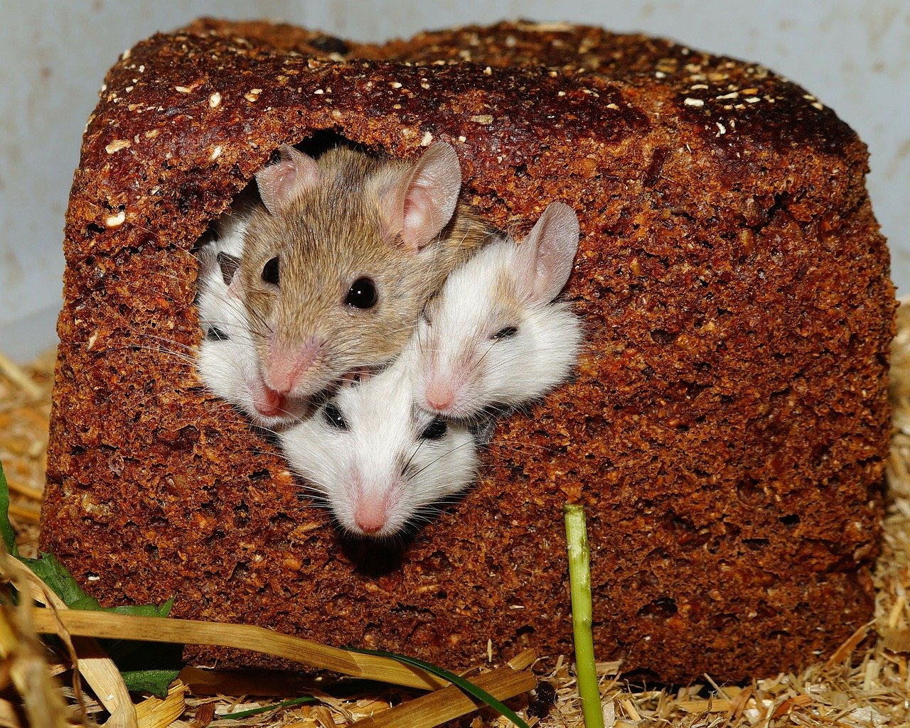 Mag, the Habitat, and We
