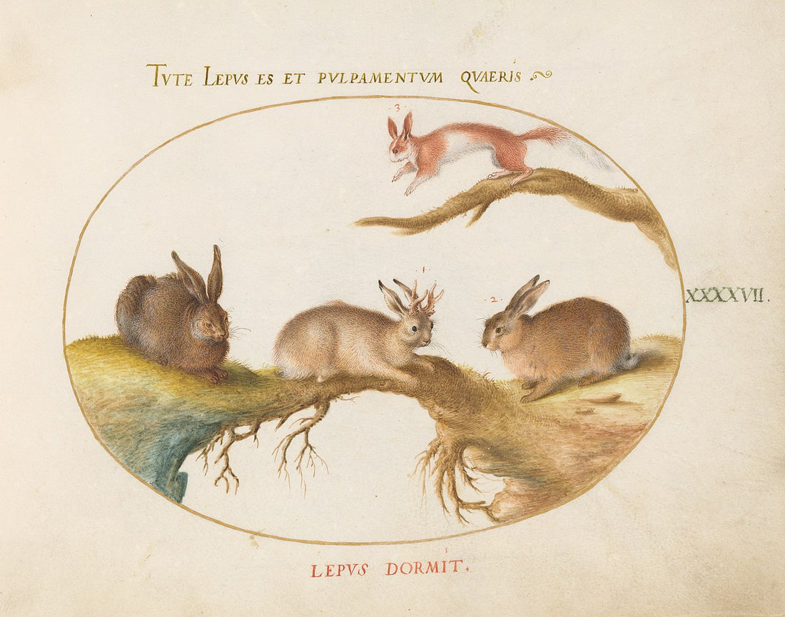 Jackalope Wives