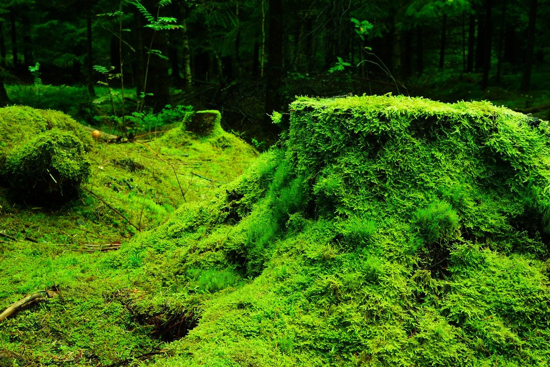 How Lovely Is the Silence of Growing Things