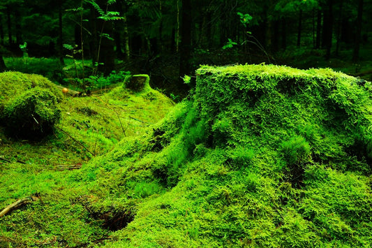 How Lovely Is the Silence of Growing Things