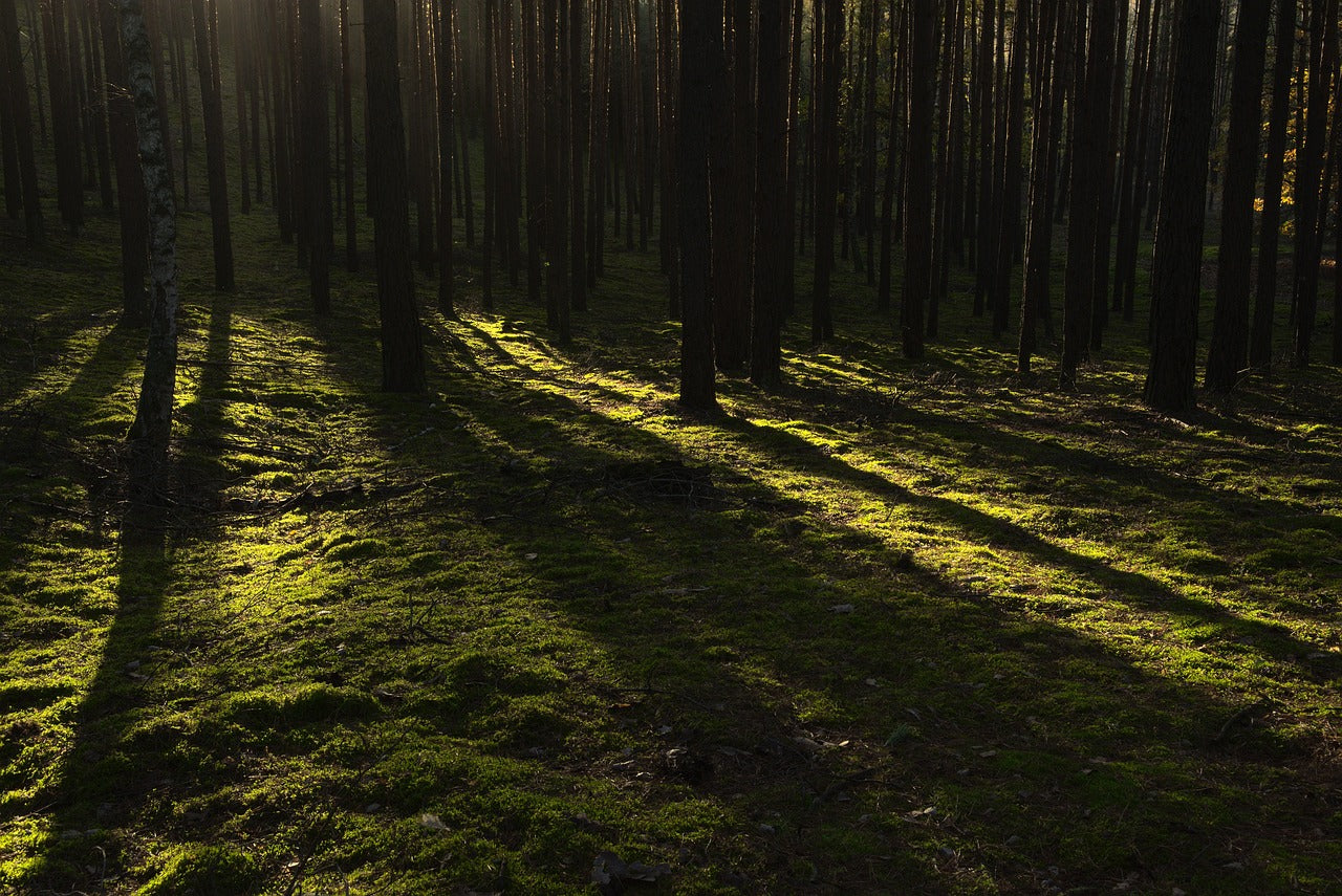 ECO24: The Year's Best Speculative Ecofiction — Cover Reveal!