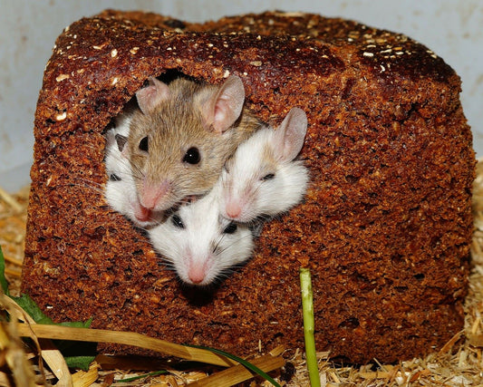 Mag, the Habitat, and We