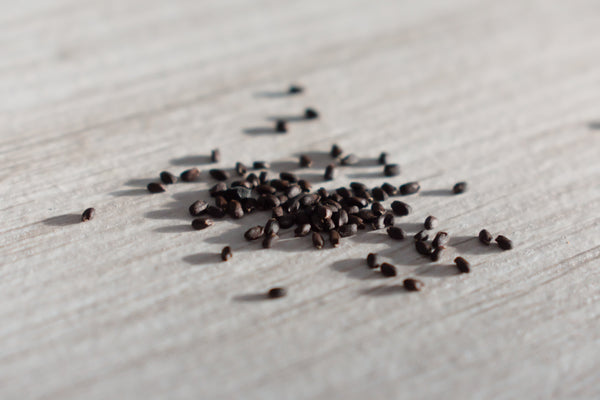 PLAGUE BIRDS: THE RED DAY EDITION Microfiction Contest - Third Place Tie - "The Seed Place" by Myisha Mastersson