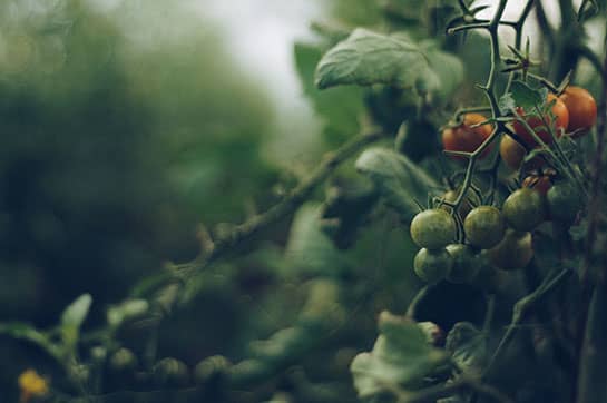 The Tomato Thief
